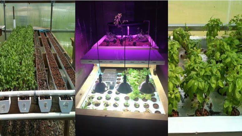 aquaponics