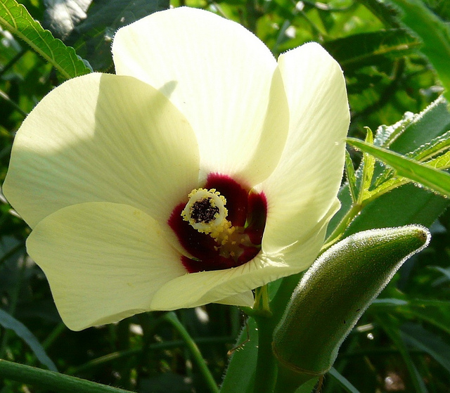 okra flower Tri Cycle Farms
